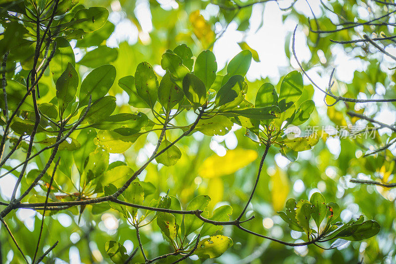 泰国Prachuap Khiri Khan，在热带雨林中拍摄的红树林。